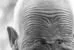 Old Man Roomy Remembers…Swine Flu & The Spands